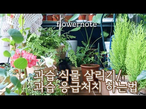 과습 식물 살리기/ 과습 정도에 따른 응급처치법/7월초 베란다정원