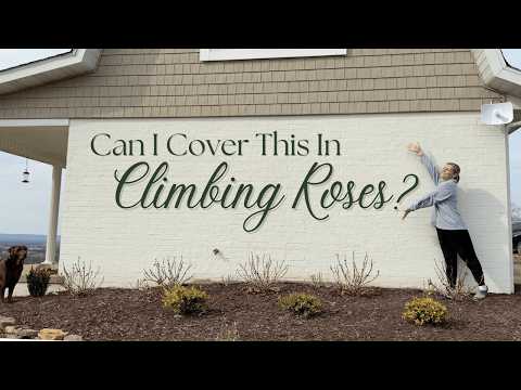 Starting My Climbing Roses From Bare Root