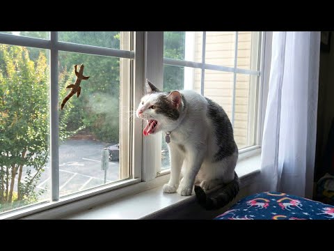Crazy Cats vs Wild Animals 😹 You Can’t Stop Laughing | Chaos Moments 2026