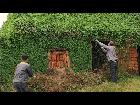 IVY Swallows the Abandoned House and the Eye-Catching Rescue