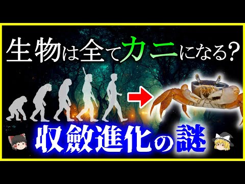 [Slow explanation] Will we end up like crabs? What is "convergent evolution" in living organisms?...