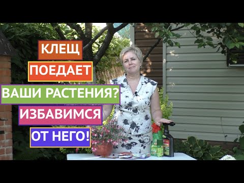 ПРОГОНЯЕМ КЛЕЩА С НАШИХ РАСТЕНИЙ! ЭТИ СРЕДСТВА ТОЧНО ПОМОГУТ!