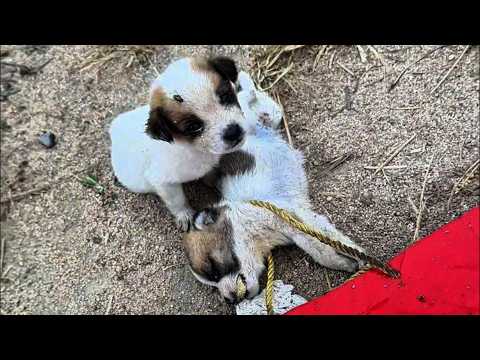 "Please save my brother," he cried out in pain as he hugged his fallen brother