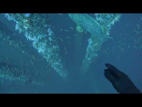 2022南油潛水之又一條40-50kg龍躉