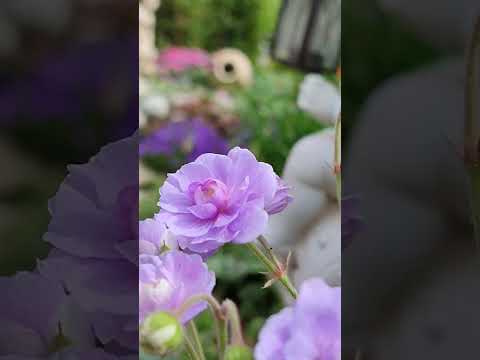 Сад для себя, для души.