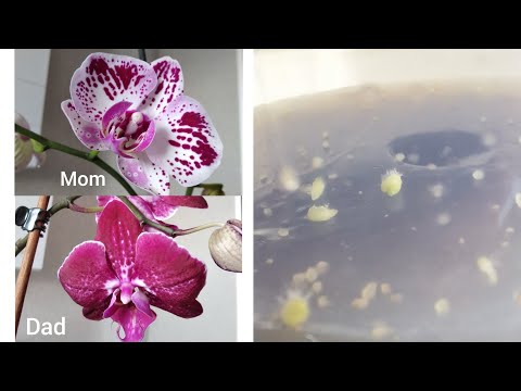 ОРХІДЕЇ З НАСІННЯ В ДОМАШНІХ УМОВАХ 🌺