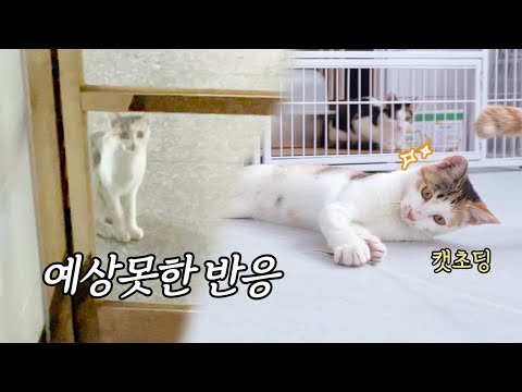 닫힌 문 앞에서 날 기다리는 고양이를 데려왔더니