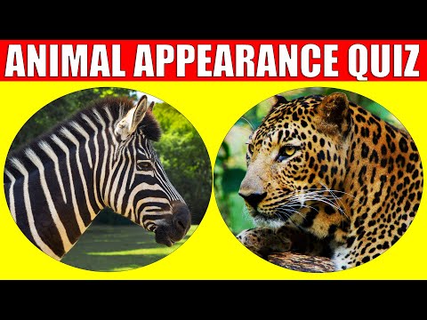 Animal Appearances Quiz |  Quiz Game for Kids, Preschoolers and Kindergarten