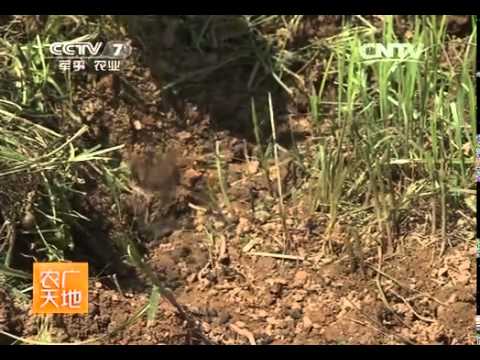 20140414 农广天地 兔眼蓝莓种植技术