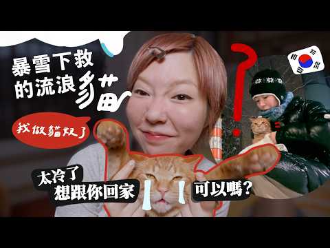 韓國暴雪夜遇流浪貓求救！自來貓遇選擇了我是緣份？(拯救紀錄) 3隻寵物安危....