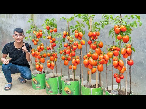 Super Easy Secret To Growing Tomatoes At Home, Harvest 1 Ton, After Just A Few Weeks