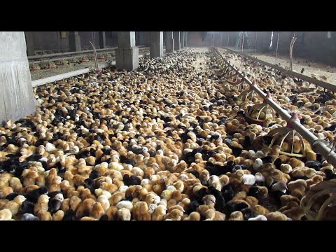 ВЫРАЩИВАНИЕ КУР НЕСУШЕК, КАК БИЗНЕС, Все от А до Я. / СOMO SE CRIARN GALINAS PONEDORAS