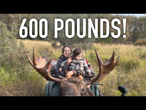 Daughter Brings Home 600lbs of Moose Meat | Alaska Fall Harvest