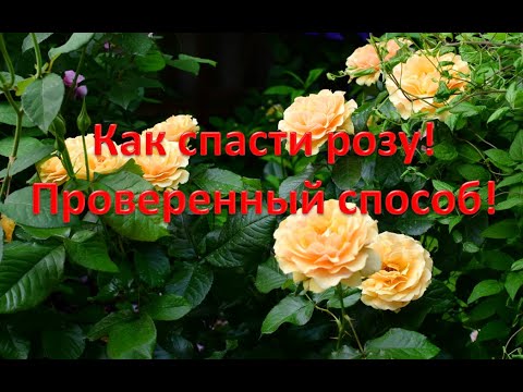 Как спасти розу.  Мои проверенные рецепты.