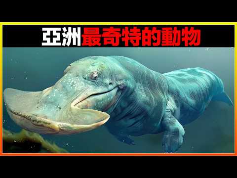 發現新物種！相機在臺灣郊區拍到神秘生物，震驚科學界。18個亞洲最奇怪的動物，每一個都令人不敢相信｜排名｜世界之最｜地球之最｜獵奇｜睡前故事