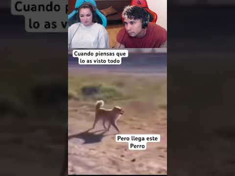 🇲🇽MEXICANA CONOCE AL PERRO CON LENTES😮😁🐶😎