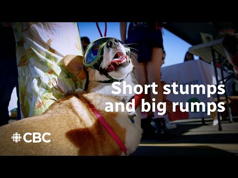 'Short stumps and big rumps': Corgis go off to the races | CBC Creator Network