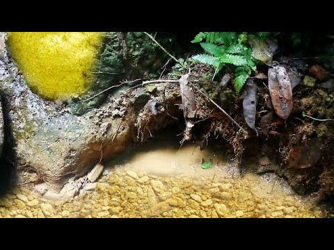 5 SATISFAYING VIDEOS OF GOLD DISCOVERY,..!! TRADITIONAL GOLD MINING, GOLD RUSH, GOLD DIGGER