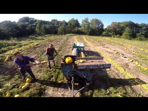 Нарешті початок збору Гарбузів. Валкуєм,Молотимо,Сушимо