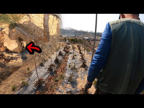 소나무 빵 만들기