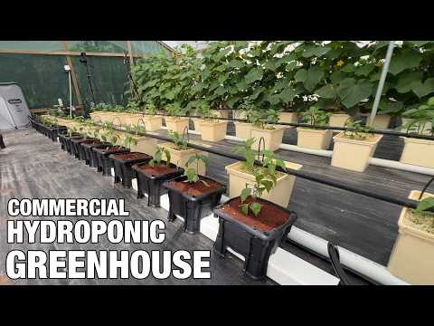Hydroponic Greenhouse: From Hobby to Business