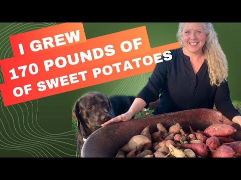 I grew 170 Pounds of Sweet Potatoes