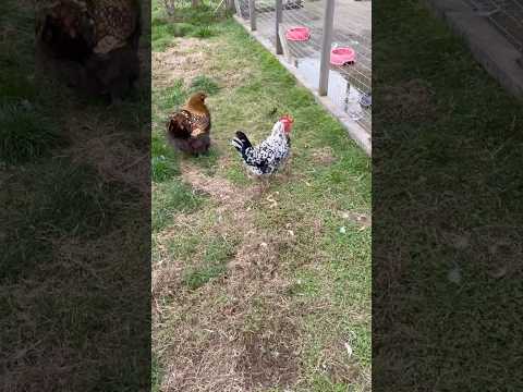 A surprise from the chickens!! #chickens