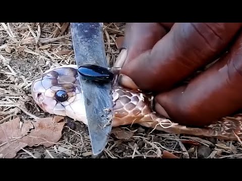 Die Seltensten Steine Der Welt