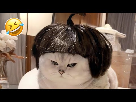 Best of Funny Animals 2025 😹🐾