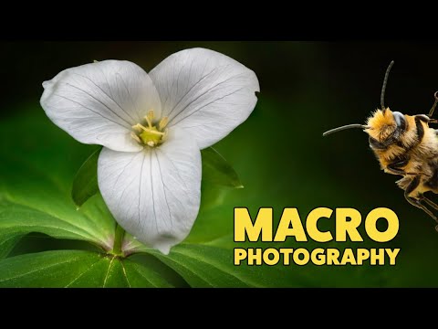How to shoot MACRO PHOTOGRAPHY - Focus Shift Shooting / Focus bracketing - Nikon Z9