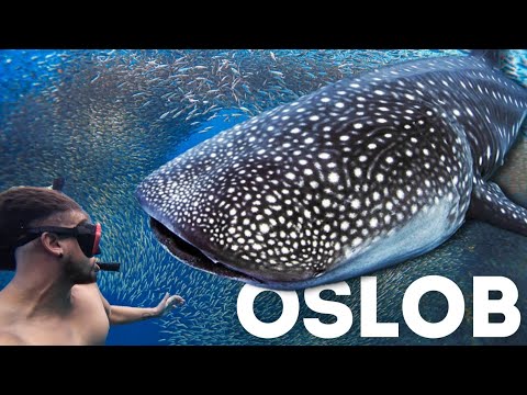 BAD IDEA? Swimming with Whale Sharks in Oslob 🇵🇭 + Sardine Run Moalboal