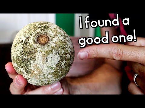 WOOD APPLE - I finally found a good one and it tastes... special.