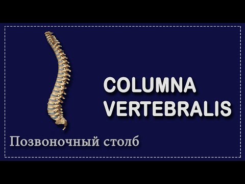SPINE COLUMN | SPINE ANATOMY FOR MEDICAL STUDENTS | 1st YEAR