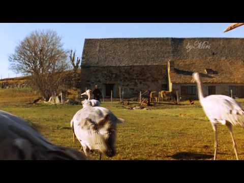 Gheorghe Zamfir - The lonely shepherd