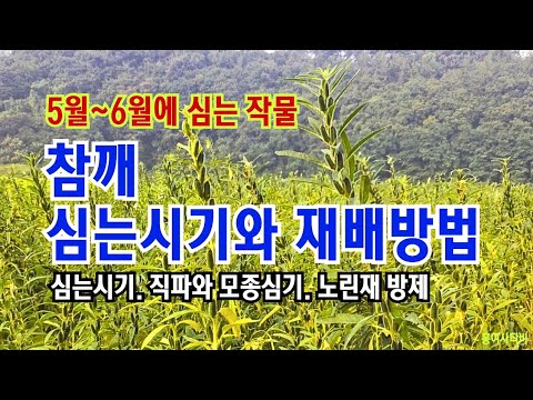 참깨 심는시기와 재배방법//심는시기/직파와 모종심기/노린재 거세미나방애벌레 등 병해충 방제/