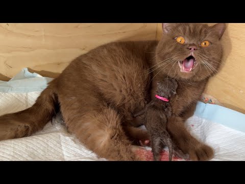 Cinnamon cat give birth to XXL kitties #catbirth #birth #catmom  #britishshorthair #browncat