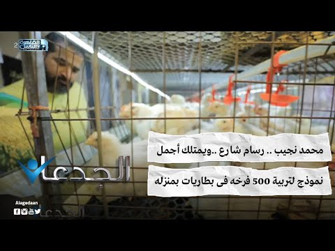 محمد نجيب .. رسام شارع ..ويمتلك أجمل نموذج لتربية ٥٠٠ فرخه فى بطاريات بمنزله