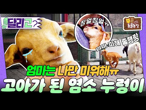 [🏃‍#달리GO] 엄마는 나만 미워해😭 생후 2주차에 고아가 된 염소🐮누렁이의 사연은? #TV동물농장 #달리 #DALI