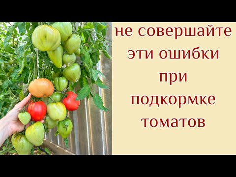 ПОДКОРМКА ТОМАТОВ В ИЮЛЕ для налива и созревания плодов. ЭТО ВАЖНО ЗНАТЬ!