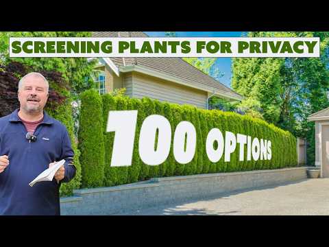 100 Screening Plants! - Privacy for Borders, Corner Foundation, and Hedge Plants
