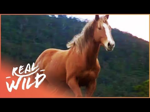 The Wild Desert Horses Of Australia | Horse: In The Wild | Real Wild