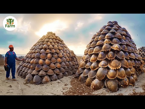 How Farmers Raise and Process 5.5 Millions of Soft - Shelled Turtles | Agricultural Documentary