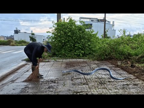 Unexpected Snake Encounter While Working Late: Cleanup Has Never Been This Frightening!