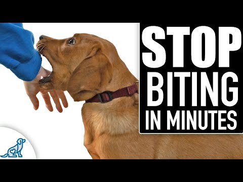 🛑 STOP Puppy Biting Fast! Everything You NEED To Know