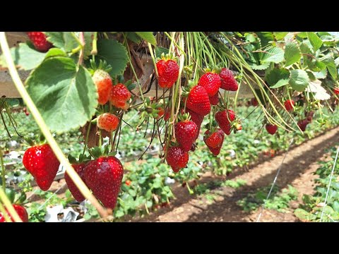Как выращивают клубнику в Израиле. Сбор клубники.