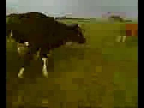 cow chase