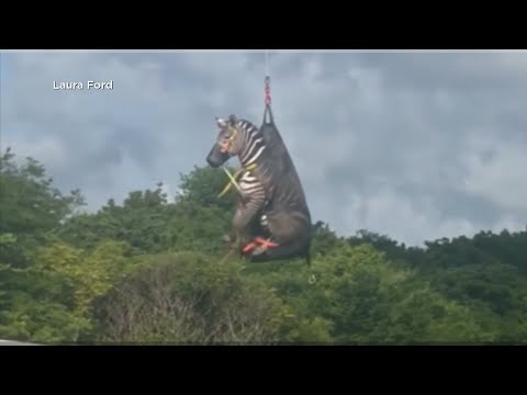 Escaped Zebra Caught, Airlifted Home After a Week on the Run in Tennessee