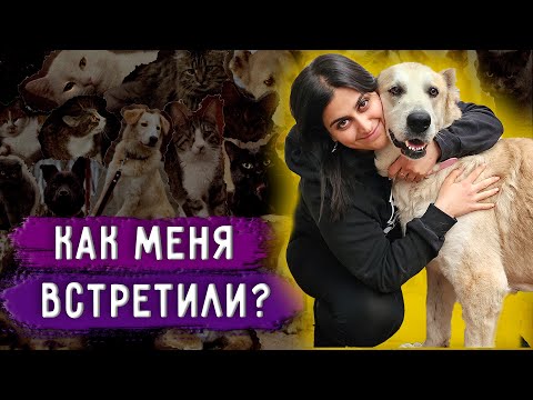 Реакция животных на мой приезд из Москвы. Кот Принц умер. В гостях у Световидовой Юлии.