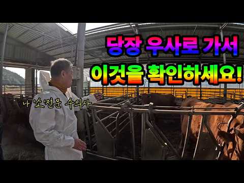 '소' 전문 수의사가 알려주는 소 체크리스트 당장 확인하세요!