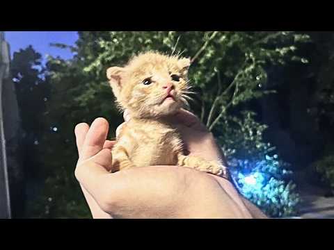 The kitten, lost from his mother, ran to the girl with certainty, as if she was his destined home.